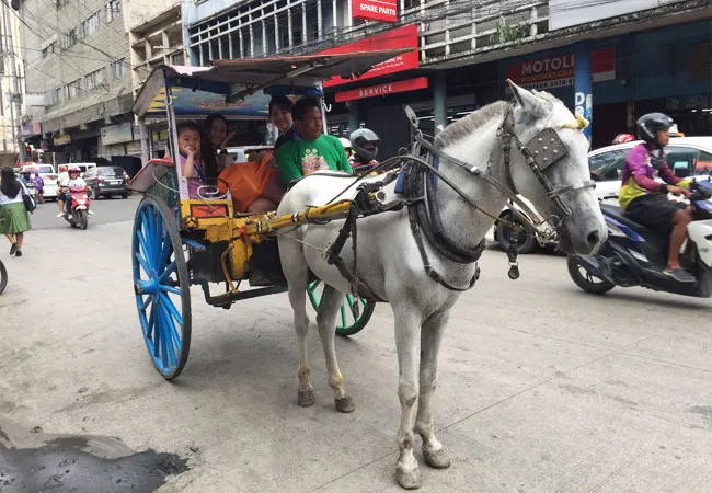 親子留学(道路で乗馬体験) | CES シーイーエス