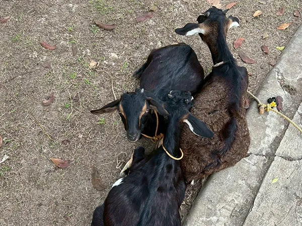 ELSA エルサ | 体験談