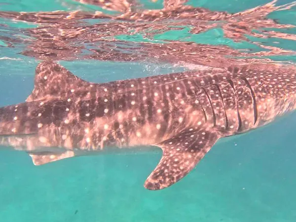 IU アイユー | 体験談