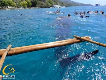 オスロブジンベイツアー | Stargate スターゲート