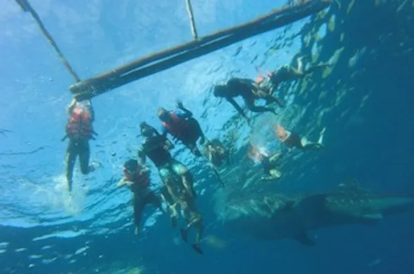 オスロブジンベイツアー | Target ターゲット