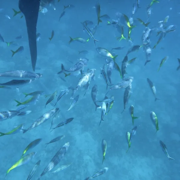 オスロブジンベイツアー | Target ターゲット